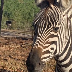 Meet your Posher, Bird